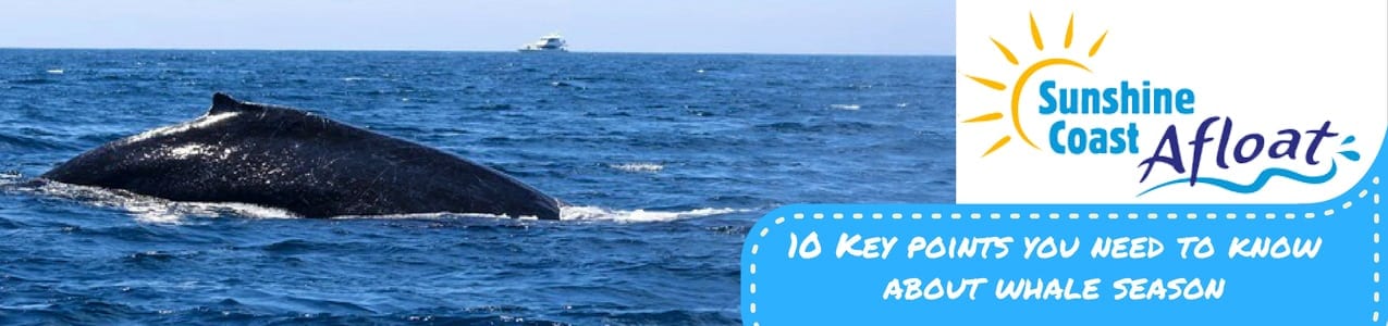 10 Key whale season points