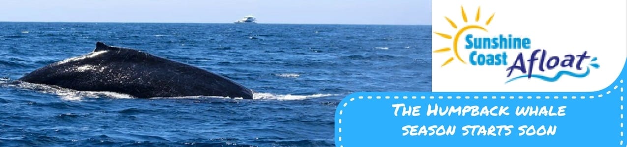 2017’s First Whales sighted!