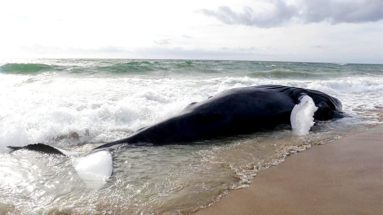 12 POSSIBLE REASONS WHY WHALES BEACH THEMSELVES