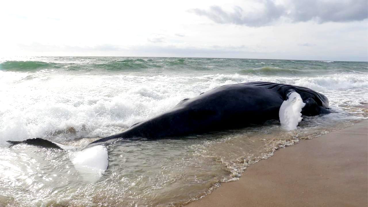 beached whale