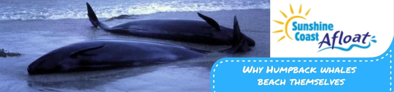 Why do Whales beach themselves?