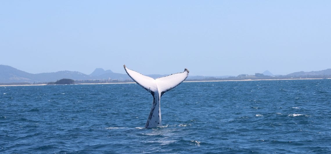 Whale Watching Season - Sunshine Coast Afloat