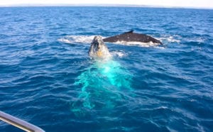 Whales regularly swim up very close!