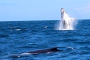 Whale watching image taken from aboard Crusader One of Sunshine Coast Afloat - AMAZING SHOT WITH 2 WHALES, ONE BREACHING!