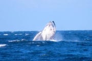 Whale watching image taken from aboard Crusader One of Sunshine Coast Afloat - A WHALE BREACHING CLOSE TO THE BOAT.