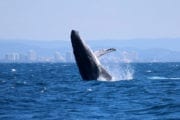 Whale watching image taken from aboard Crusader One of Sunshine Coast Afloat - A WHALE BREACHING JUST OFF MAROOCHYDORE.