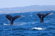 Whale watching image taken from aboard Crusader One of Sunshine Coast Afloat - 2 WHALE TAILS IN PERFECT SYNC.