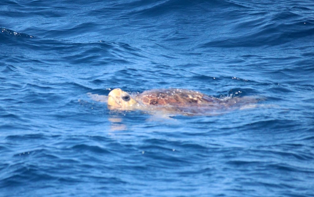 Sea Turtle Checking out the whale watching on Crusader 1