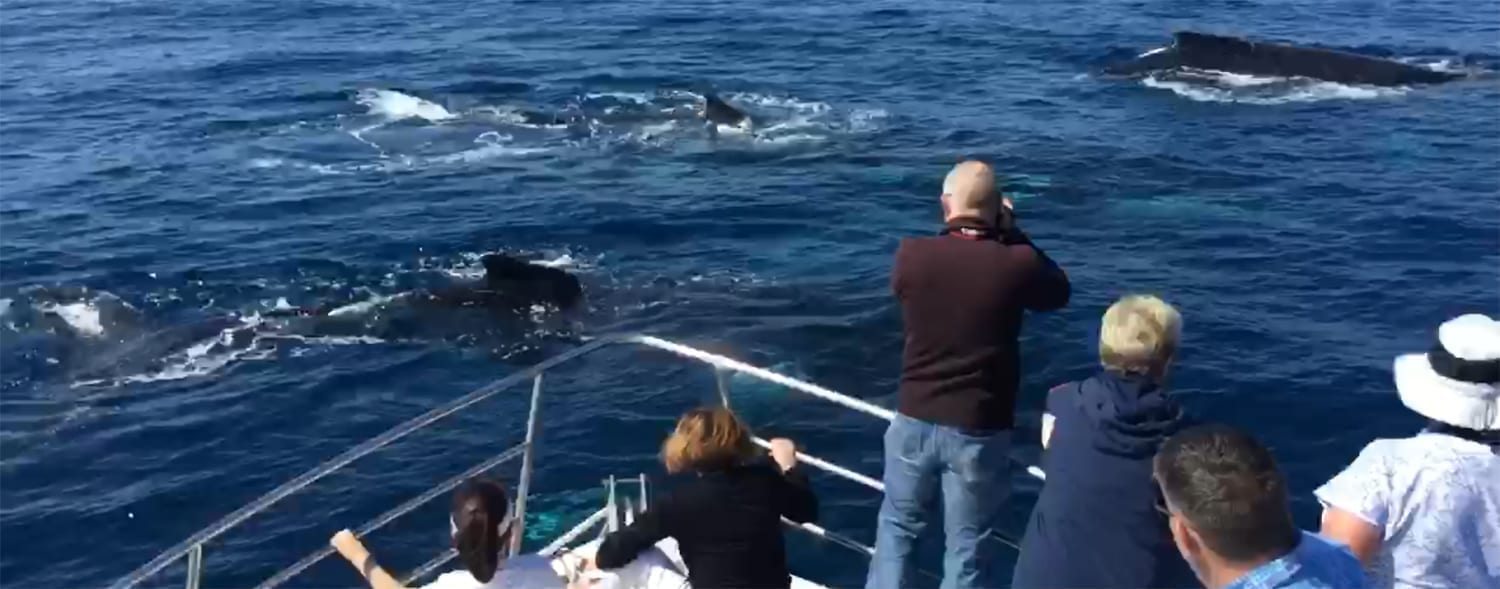 Lots of Humpback Whales to watch off our bow