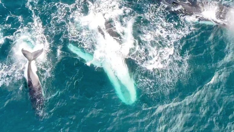 Drone shot of whales for blog pic 09