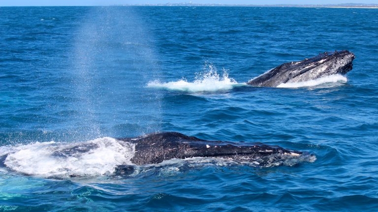 SCA Whale Watching Blog image 06