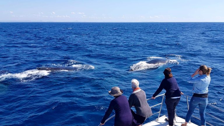 SCA Whale Watching Image for Blog 12