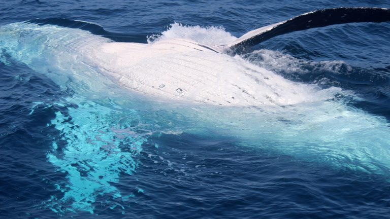 SCA whale watching image for Blog 10