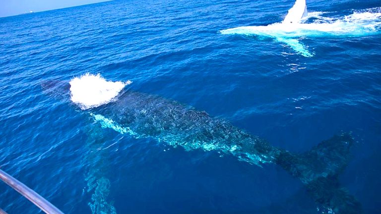 SCA whale watching image for Blog 14