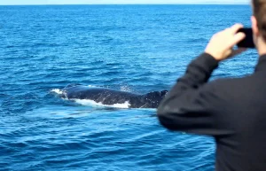 Sunshine Coast Afloat A Whale