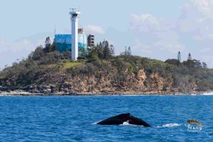 Sunshine Coast Afloat A Whale and Lighthouse
