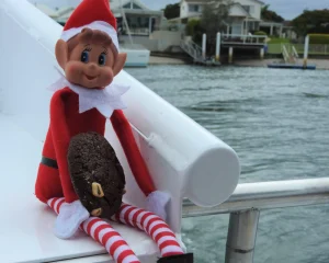 Sunshine Coast Afloat Crusader 1 Boat Christmas Lights Cruise Elf On Deck