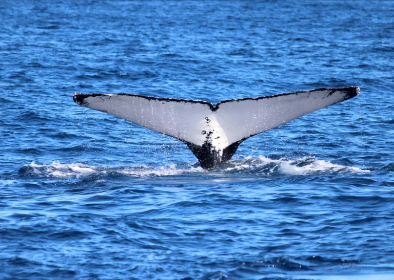 Sunshine Coast Afloat Whale 5