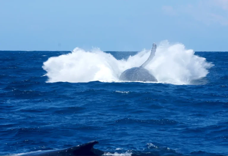 Sunshine Coast Afloat Whale 6