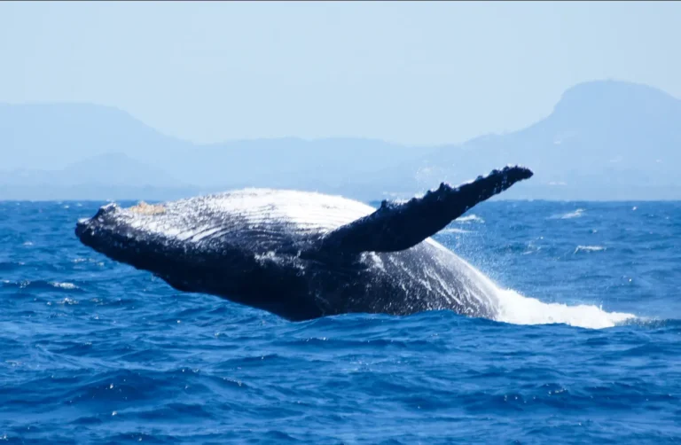 Sunshine Coast Afloat Whale 7
