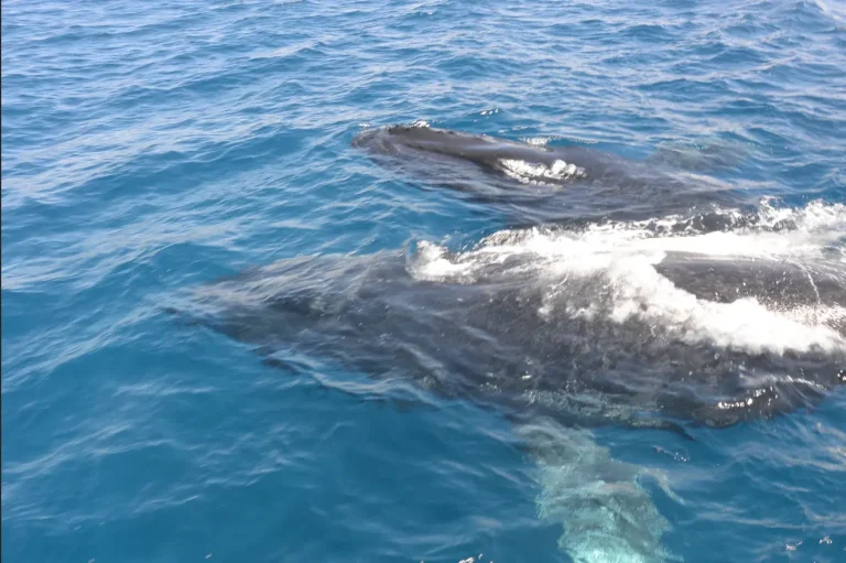 Sunshine Coast Afloat Whale 8
