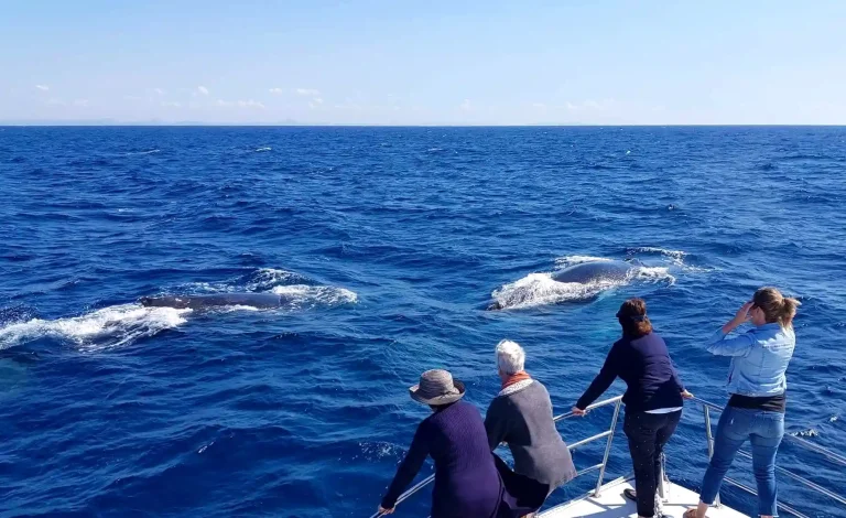 Sunshine Coast Afloat Whale Watching