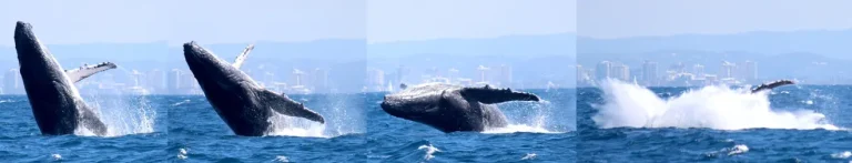 Sunshine Coast Afloat Whales