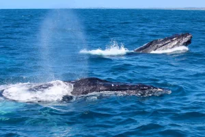 Sunshine Coast Afloat Whales 2
