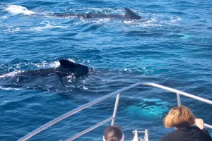 Sunshine Coast Afloat Whales