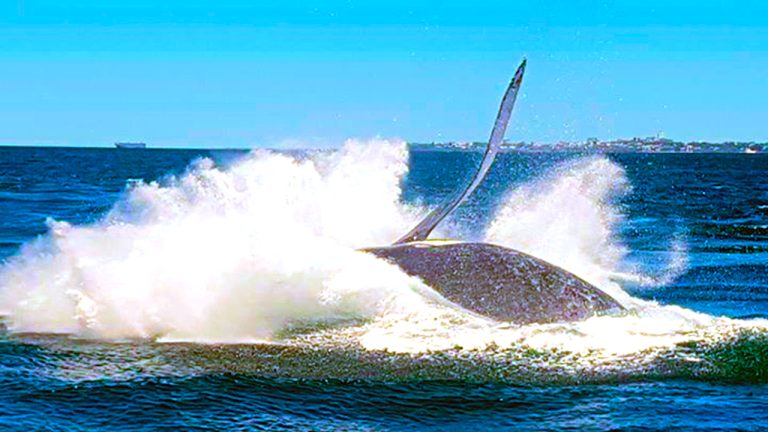 Whale Breach near Crusader 1 image 07 for blogs
