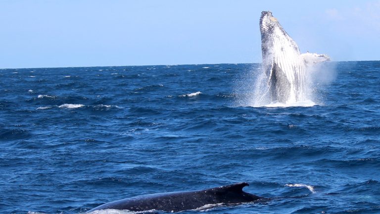 whale watching image 10 for Blog